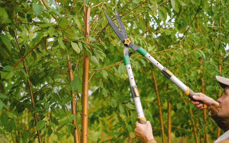 Tree trimming in Sunflower, AL