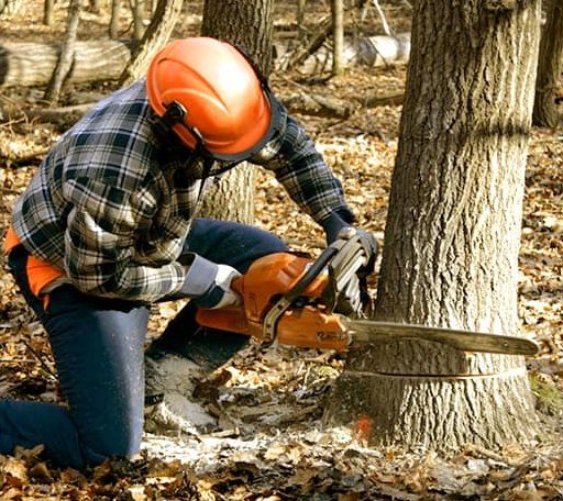 Tree Removal in Sunflower, AL